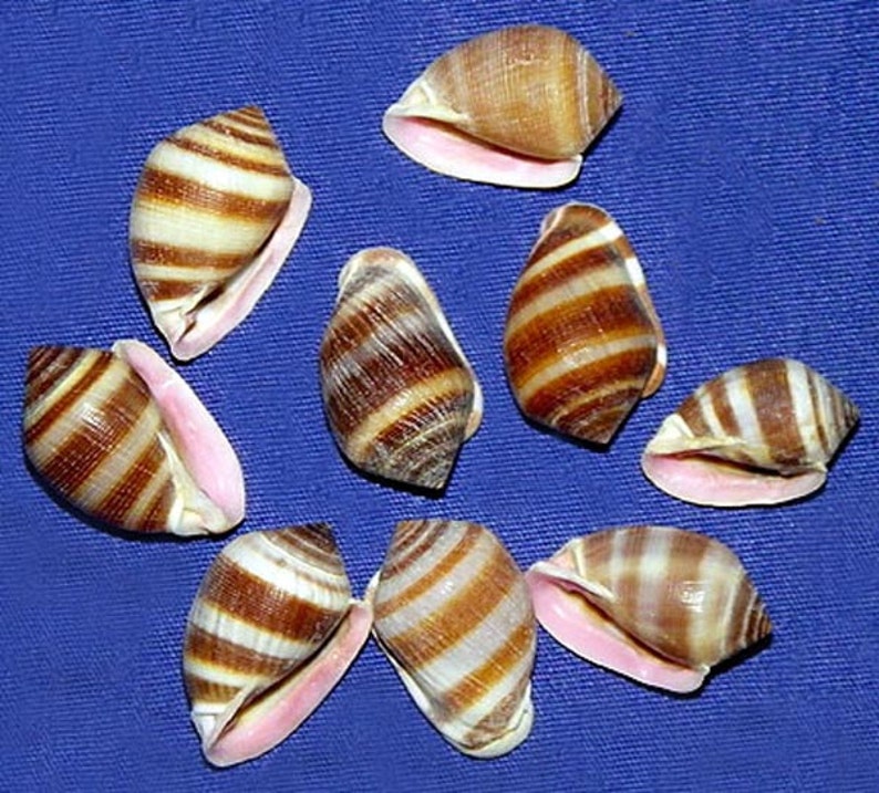 May include: A collection of ten seashells with brown and white stripes and pink interiors. The shells are arranged in a circle on a blue background.