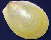 Plus de 150 pièces Artisanat de défense en coquille d'Aprinium, DENTALIUM BLANC, 1/4 livre - France