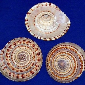 May include: Three spiral-shaped seashells with brown and white patterns. The shells are arranged in a triangular formation on a blue background.