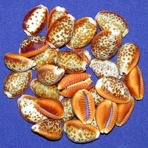 Cypraea helvola Honey Cowry Cowrie Shell ~19/20mm~(3/4")~Specimen Collector Seashell (2 Shells) ~
