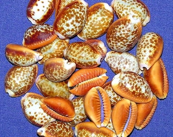 Cypraea helvola Honey Cowry Cowrie Shell ~19/20mm~(3/4")~Specimen Collector Seashell (2 Shells) ~