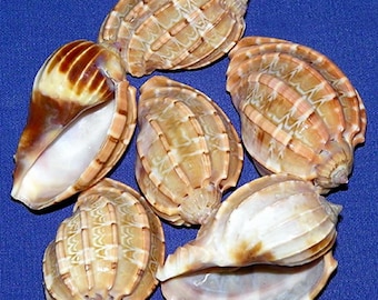 Harpa Major Craft Seashells ~ 1-1/2"-2" ( 2 Shells)