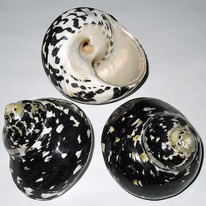 May include: Three black and white seashells with a spotted pattern. The shells are smooth and glossy.