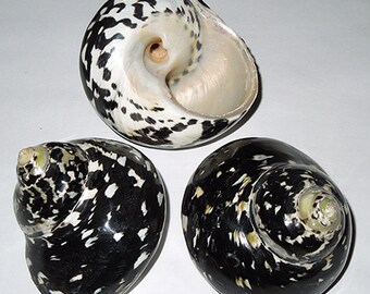 Polished Magpie Pica Turbo Seashells ~ 2&quot;- 2-1/2&quot; (1 Shell)