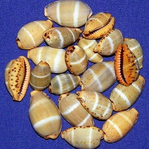 May include: A collection of 17 small, smooth, white and brown seashells with brown and orange markings. The shells are arranged in a circle on a blue background.