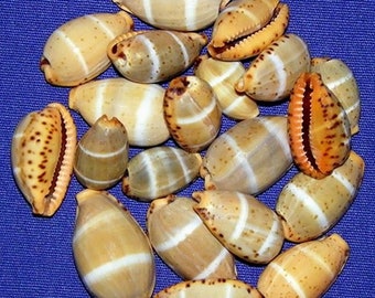 Cypraea lutea Cowrie Seashelll~18/20mm. (3/4")~Specimen Collector Seashell (1 Shell)