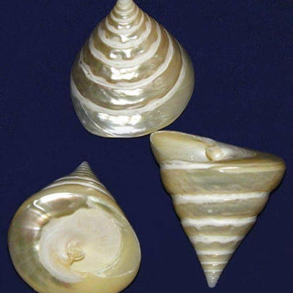 Pearled Polished Troca Trochus Shells~ 2-1/2"~Seashell Craft 1 Shell)