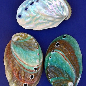 Peut inclure: Trois coquilles d'ormeau avec des intérieurs irisés. Les coquilles sont de forme ovale et présentent une variété de couleurs, notamment le vert, le brun et le blanc. Les coquilles ont plusieurs trous percés.