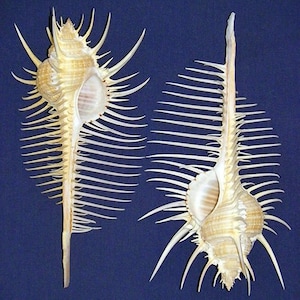Venus Comb Murex Pecten Shell ~ 3&quot;- 3-1/2&quot;~ Seashell Craft ~ (1 Shell)