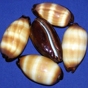 Cypraea Talparia Talpa~Mole Cowrie Cowry Shell ~2"-2-1/2"~Craft Seashell  (1 Shell)