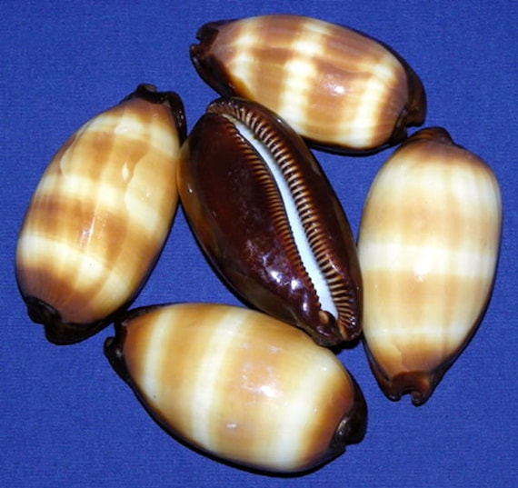 Cypraea Talparia Talpa〜モールタカラガイの貝殻〜2インチ-2.5インチ