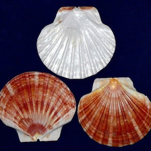 Peut inclure: Trois coquilles Saint-Jacques, une blanche et deux avec des rayures brunes et blanches.