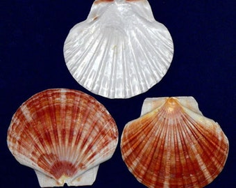 Irish Flat Half Scallop Shells,Pecten,Clam,Cockle (4"-4-1/2") (3 Shells)