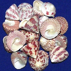 May include: A collection of 15 pink and white seashells with brown and white stripes. The shells are arranged in a pile on a blue background.