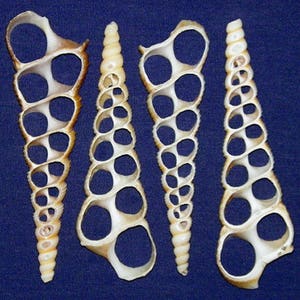Puede incluir: Cuatro conchas blancas con forma de espiral y una serie de agujeros. Las conchas están dispuestas en fila sobre un fondo azul.