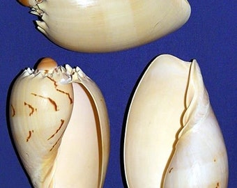 il_340x270.1723399363_pjlc.jpg