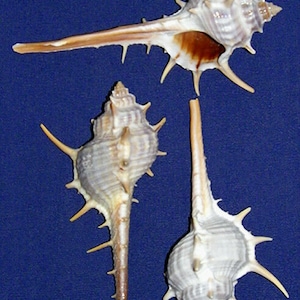 Murex Turnispina 2-1/2&quot;-3&quot; (2 Shells)
