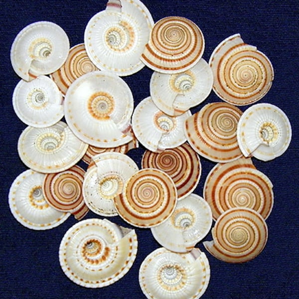 Small Sundial Shells ~Architectonica modesta -(12.8mm.-19mm.) 1/2"-3/4"~ (5 Shells)