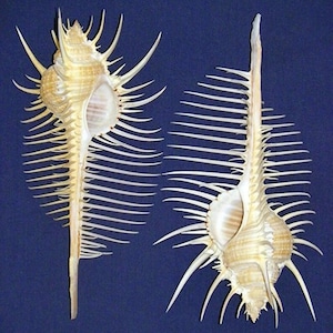 Murex Tribulus Pecten Shell ~ 6&quot;- 6-1/2&quot;~ Seashell Craft ~ (1 Shell)