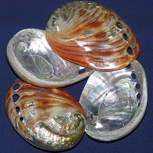 Könnte beinhalten: Vier schillernde Abalone-Muscheln mit Löchern, die um die Ränder gebohrt sind. Die Muscheln sind eine Mischung aus Weiß, Braun und Grün.
