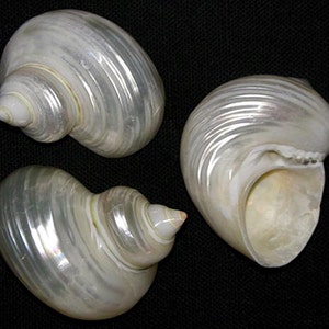 Lg. Pearled Silver Mouth Turban~Pearl Turbo Argystoma Shell (2-1/4"-2-1/2") Craft Seashells~ (1 Shell)