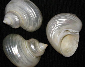 Lg. Pearled Silver Mouth Turban~Pearl Turbo Argystoma Shell (2-1/4"-2-1/2") Craft Seashells~ (1 Shell)