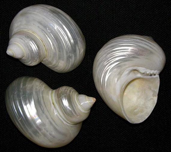 Mother of Pearl Turban shells X 10 