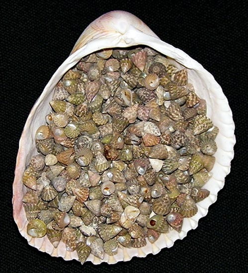 天然 Trochus Tectus Stellatus 貝殻 ~ 1/2 ポンドあたり約 (600) 1/4