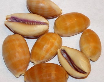 Cypraea Carneola Carnalian ~ Cowrie Cowry Craft Seashells 1"-1-1/2" ~ (1 Shell)
