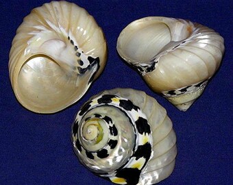 Polished Magpie Pica Ribbed Turbo Shells ~ 2&quot;-2-1/2&quot; ~ Craft Seashell (EACH)  Opening of shell is approx. 1&quot;X1-1/4&quot; ~(1 Shell)