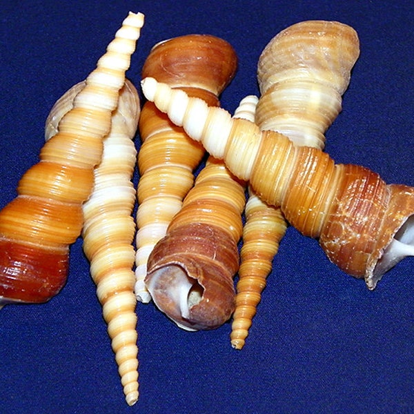 Beach Washed Craft Turritella Terebra Auger Seashells 3"-4" (Whorls Tip will be broken) (5 Shells)