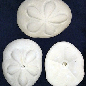 May include: Three white sand dollars with detailed floral patterns. The sand dollars are round and flat, featuring a star-like design. One sand dollar has a central hole.