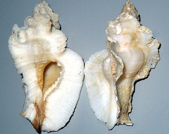 Pterynotus tripterus ~ Murex Seashell ~ 50mm./1-3/4"  F+++ Specimen Collector Specimen (1 Shell)