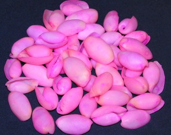 Pink Dyed Bubble Seashells~Craft/Jewelry Shell Supply ~ (200 Shells) 3/4"-1-1/4" (1/2 lb.)