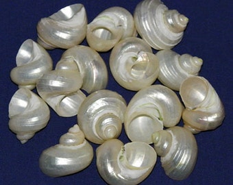 Pearled Turbo Bruneus Seashells~1-1/4"-1-3/4"Craft/Jewelry Seashell Supplies ~ (5 Shells)