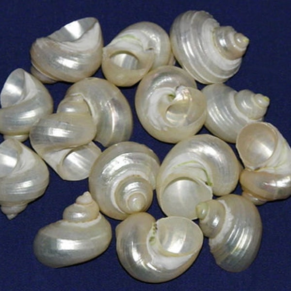 Coquillages Turbo Bruneus nacrés ~ 1-1/4"-1-3/4"Fournitures d'artisanat/bijoux en coquillages ~ (5 coquillages)