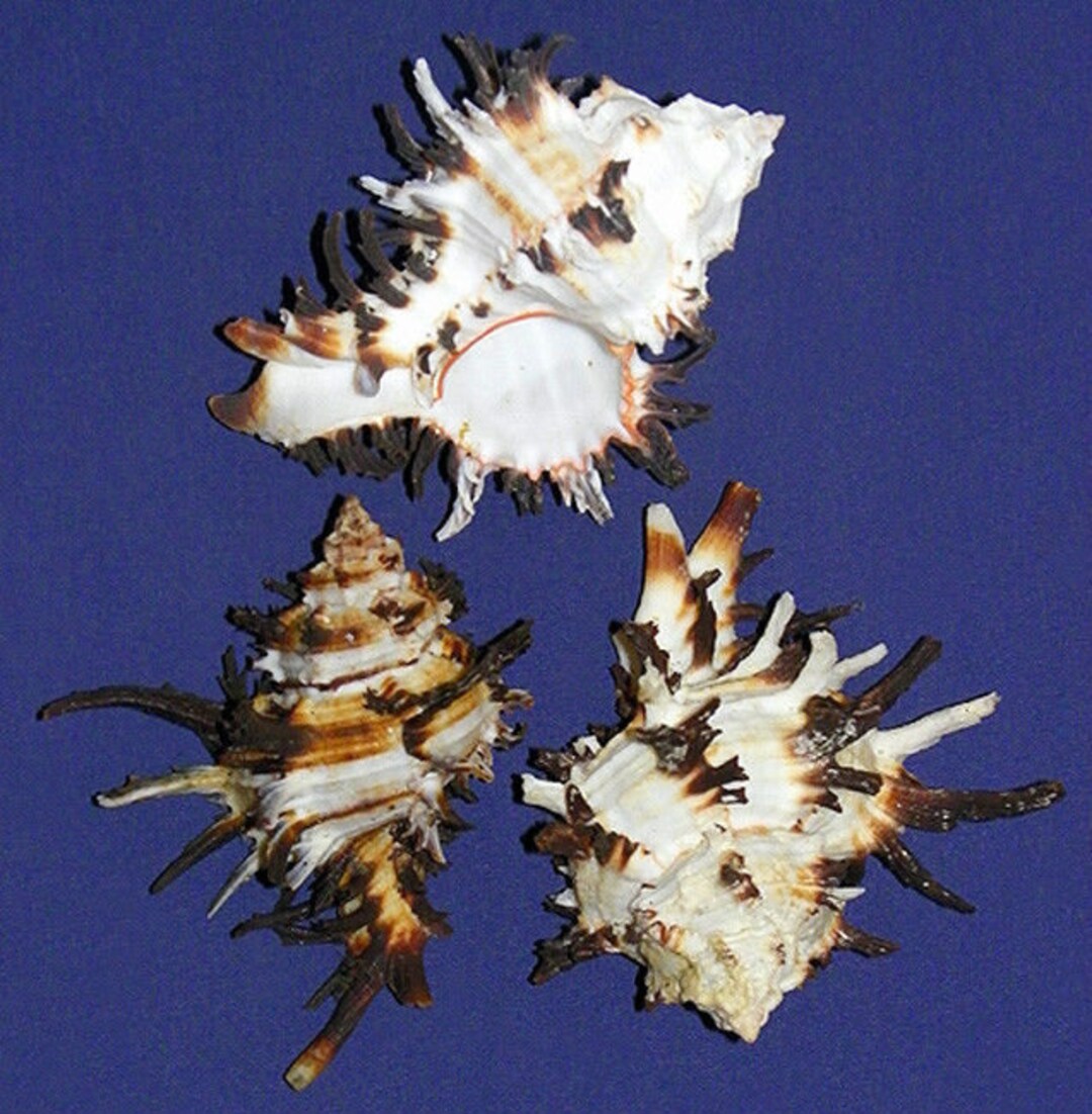 Murex Endivia Long Spine Hexaplex Chicoreus Shell 4 1 - Etsy