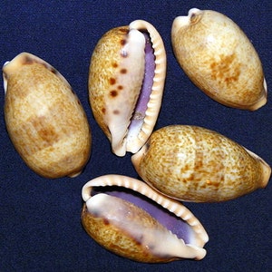 Cypraea Caurica ~Cowry Seashell ~ (32mm.) (1-1/4&quot;) F+++ Specimen Seashell (1 Shell)