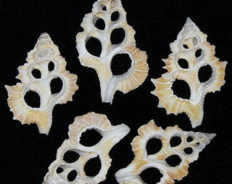 Biplex Perca Maple Leaf Triton Center Cut Sliced Shells (1-1/4"-1-3/4") Craft Seashells ~ (5 Shells)