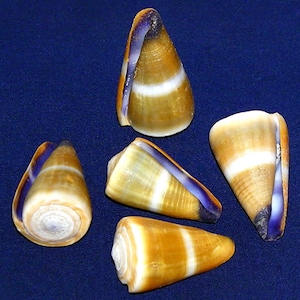 Conus flavidus ~ Cone Shell (36mm.-40mm.)  (1-3/8"-1-5/8") Specimen Collector Seashell (1 Shell)