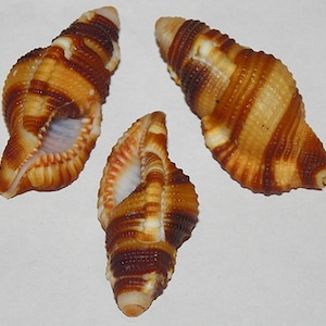 Cymatium flaveolum~Triton SHell (35mm.-50mm.) (1-3/8&quot;-1-7/8&quot;) Specimen Collector Shell (1 Shell)