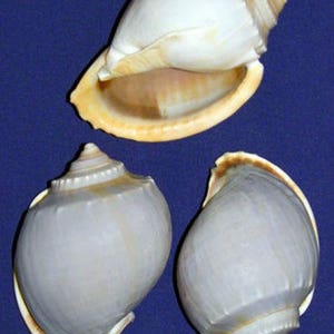 May include: Three seashells, two are a light purple color and one is a light brown color with a white interior.