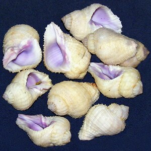 Coralliophila radula ~Murex Shell~ Approx. (25mm./1") F+++ Specimen Collector Seashell  (Each)