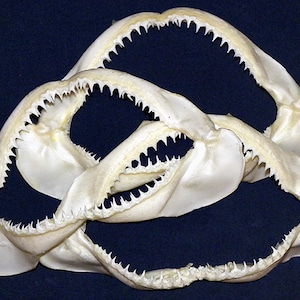 Real Spinner Reef Shark Jaw Bone (Grade A)(L. 5"-6")(W. 3-1/2"-4")Buyers responsibility for International Delivery (1 Shark Jaw)+Free Gift