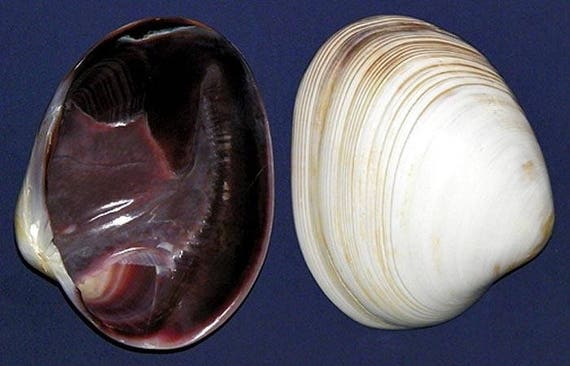 Wampum Quahog Clam Shell Jewelrygrade Purple Quahog EACH Half Shells Rare