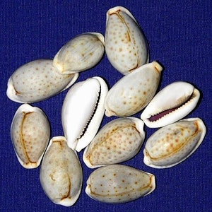 Cypraea boivinii Cowry Shell ~1-1/4&quot; 21/25mm.~Specimen Seashells (EACH)