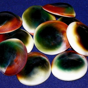 Peut inclure: Une collection de coquillages polis, de forme ovale et à la finition brillante. Les coquillages présentent un dégradé de couleurs, notamment blanc, vert, marron et noir. Les coquillages sont disposés sur une surface bleue.