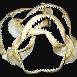 Echte Spottail Reef Shark Jaw Bone ~ (klasse A) ~ (5"-6") Koper neemt de verantwoordelijkheid voor internationale levering (1 Shark Jaw) + een gratis geschenk