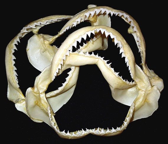 Real Spottail Reef Shark Jaw Bonegrade A56 Buyer Assumes Responsibility for  International Delivery 1 Shark Jaw A Free Gift 
