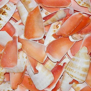 Puede incluir: Primer plano de una colección de conchas marinas. Las conchas son principalmente blancas y naranjas, con algunas que muestran rayas marrones y beige. Las conchas varían en tamaño y forma, creando una estética texturizada y natural.